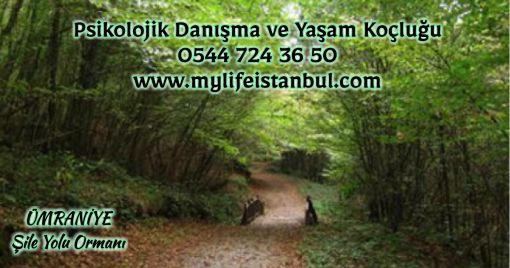 İstanbul Ümraniye Şile Yolu Ormanı